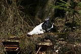 BOULEDOGUE FRANCAIS 1063